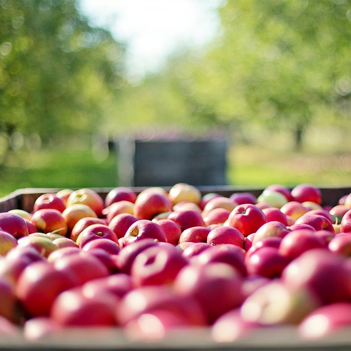 Durham Region Online - venue - macmillan orchards